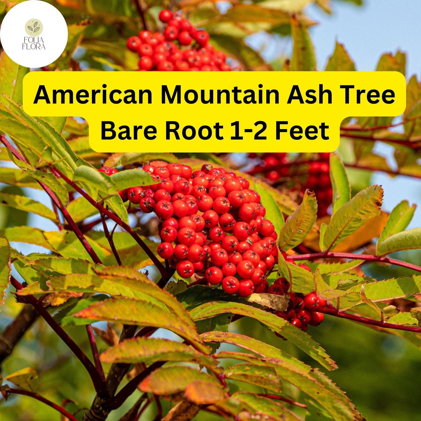 2 American Mountain Ash (Sorbus americana) – Live Bare Root Trees 1-2 Feet