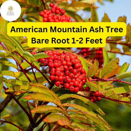 2 American Mountain Ash (Sorbus americana) – Live Bare Root Trees 1-2 Feet