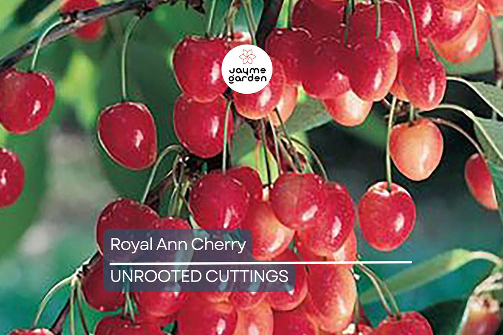 Royal Ann Cherry Tree Scion Cuttings | 3 Fresh Cuttings | Grafting | Cold-Hardy, Sweet Yellow-Red Cherries | Great for Containers