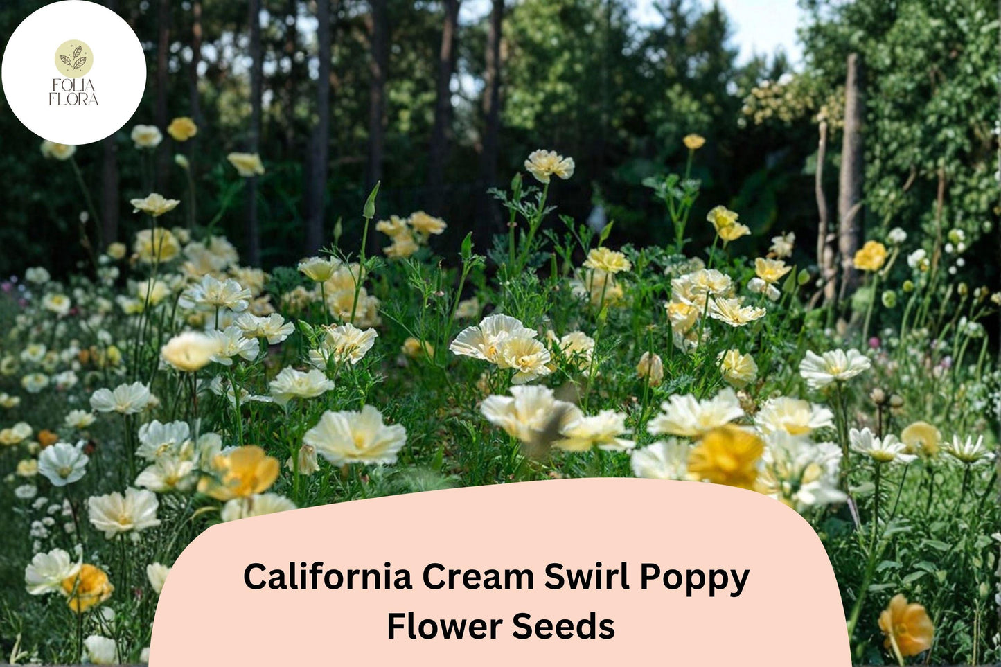 200+ California Cream Swirl Poppy Seeds | Eschscholzia californica | Creamy White & Yellow Blooms | Easy Wildflower Seeds
