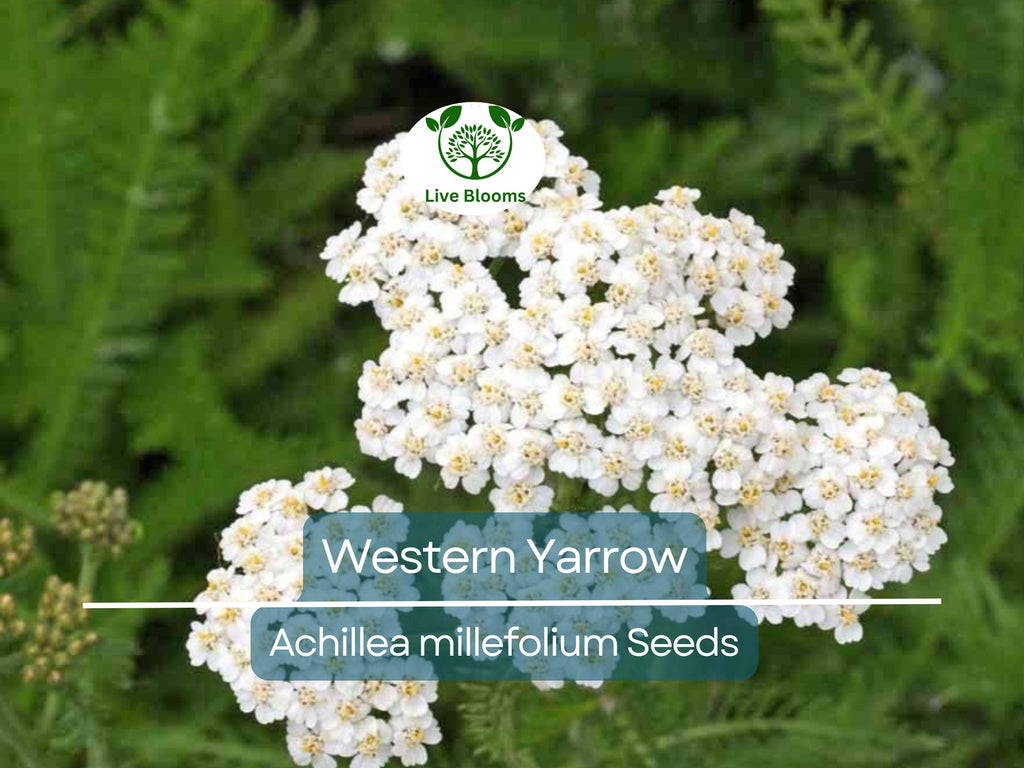 500 Western Yarrow Seeds Achillea millefolium | White Perennial Flowers for Xeriscaping, Dry Areas, Pollinators, Non-GMO