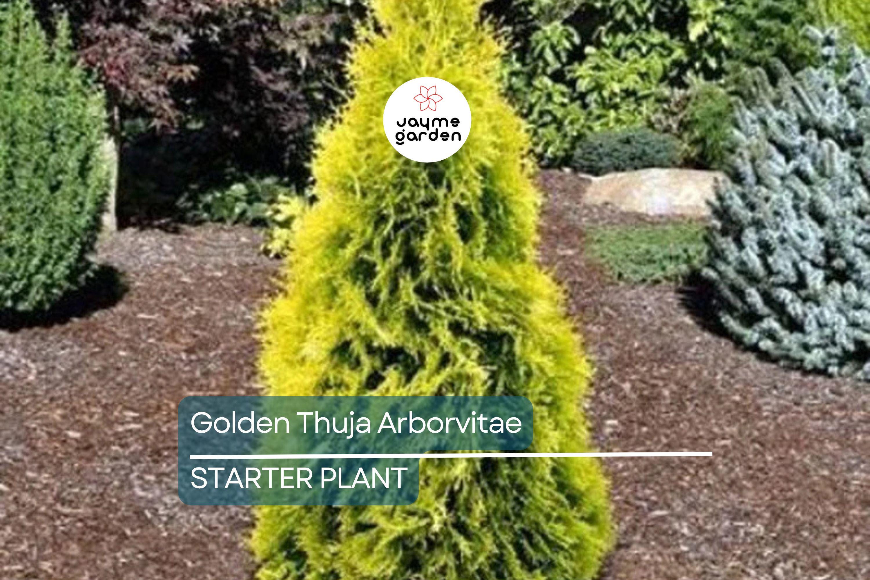 Golden Thuja Arborvitae Tree | 8-14" Live Evergreen Shrub Seedling in Quart Pot | Privacy Hedge for Zones 4-7