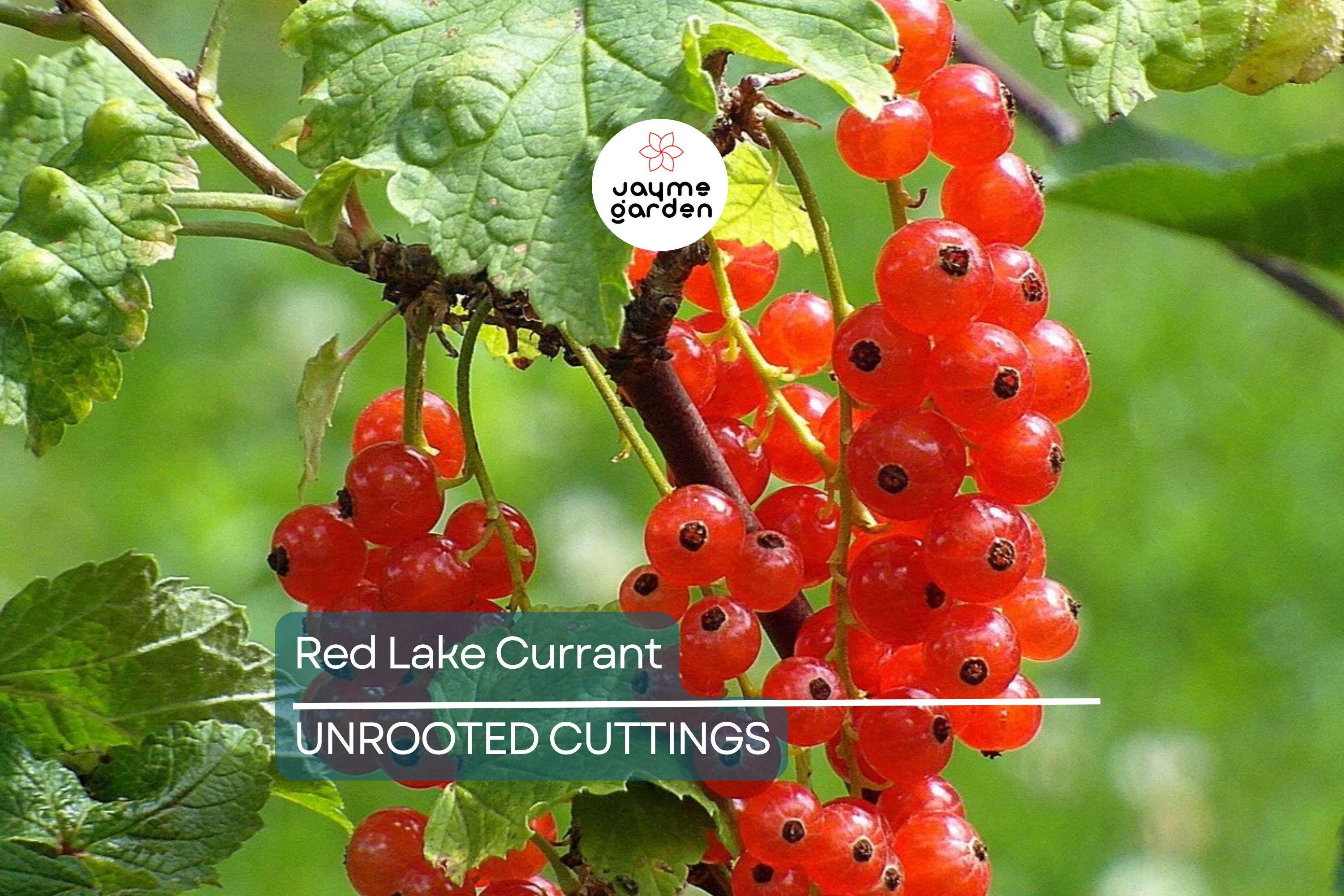 Red Lake Currant Hardwood Cuttings | 8 Fresh 6-10” Cuttings | Edible Berries | Easy to Grow |