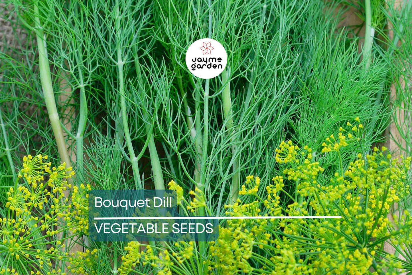 4,000 Bouquet Dill Seeds – Non-GMO Heirloom, Fast-Growing Culinary Herb, USA Seller, Free Shipping