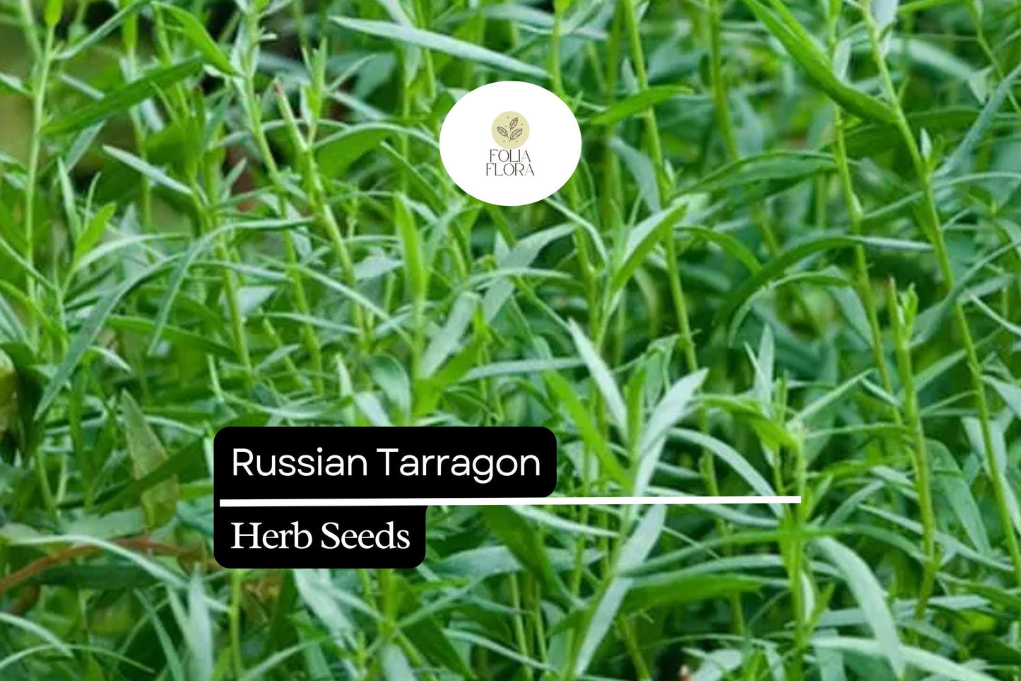 1500 Seeds Russian Tarragon (Artemisia dracunculoides) – Hardy Culinary Herb for Flavorful Dishes