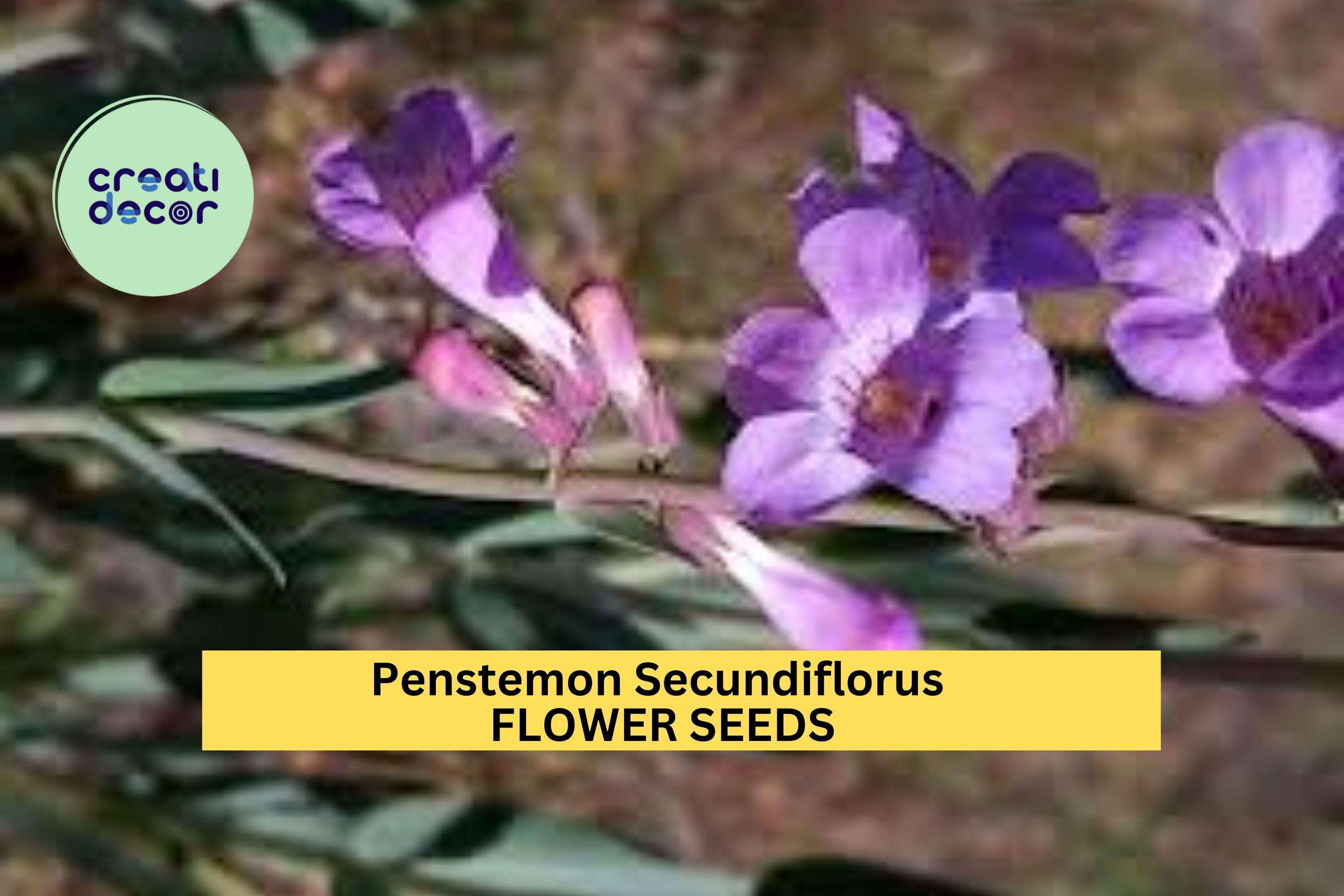 3pcs of 100mg Penstemon secundiflorus Seeds – Sidebells Penstemon for Dry Gardens, Pollinators, and Native Landscaping Seeds for Planting