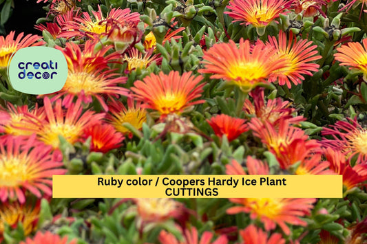 10 Ruby Ice Plant Cuttings – 6" Fresh Delosperma cooperi Stems | Hardy Ground Cover for Sunny Slopes, Rock Gardens, or Borders