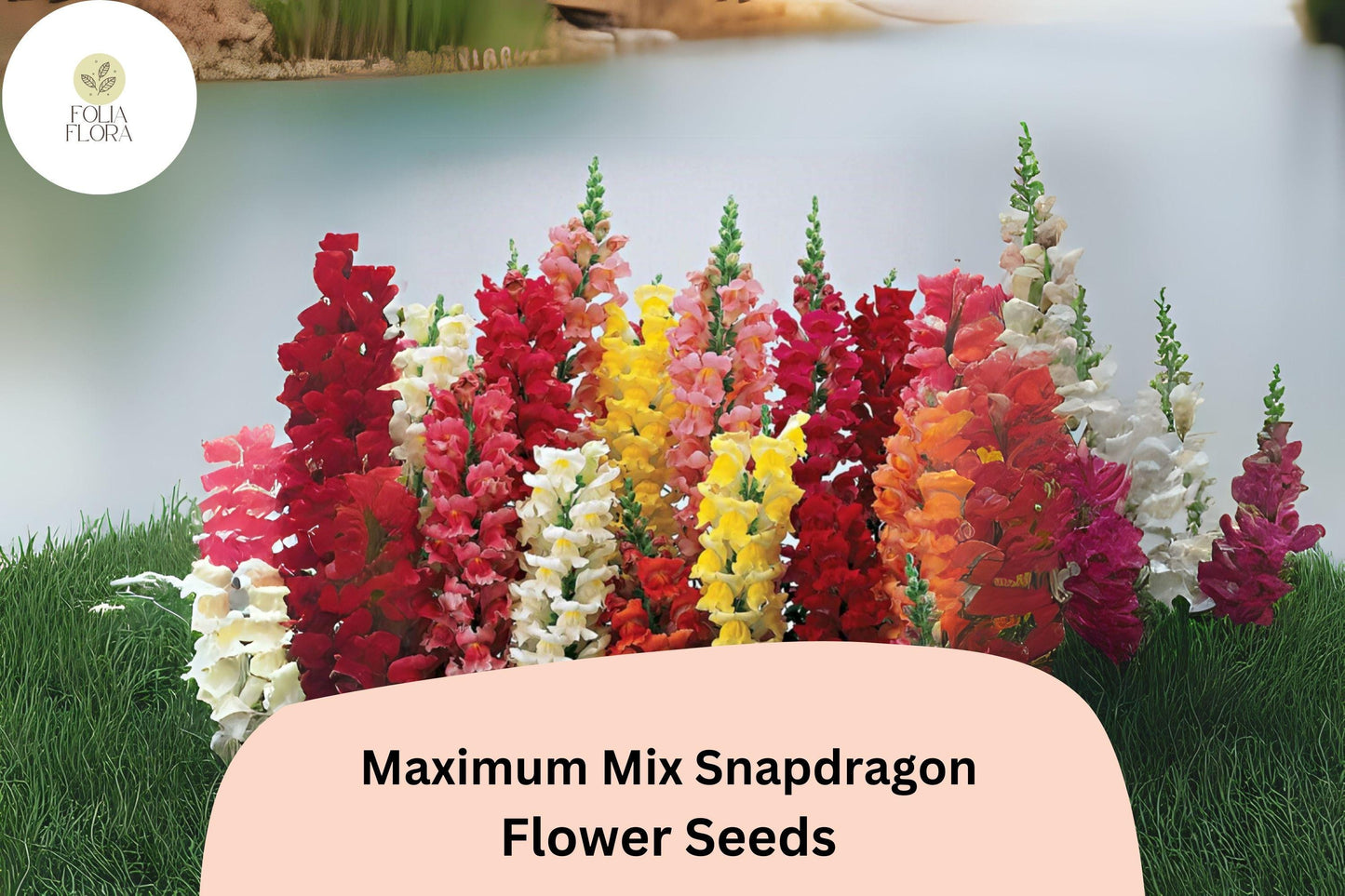 Antirrhinum majus Maximum Mix Snapdragon Seeds – 1000+ Vibrant Blooms for Garden & Cut Flowers