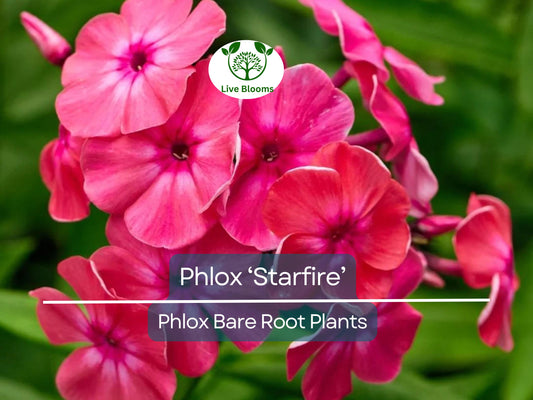 1 Phlox ‘Starfire’ – Live Bare Root Plant – Bright Red Summer Flowers – Pollinator-Friendly Perennial for Borders & Gardens