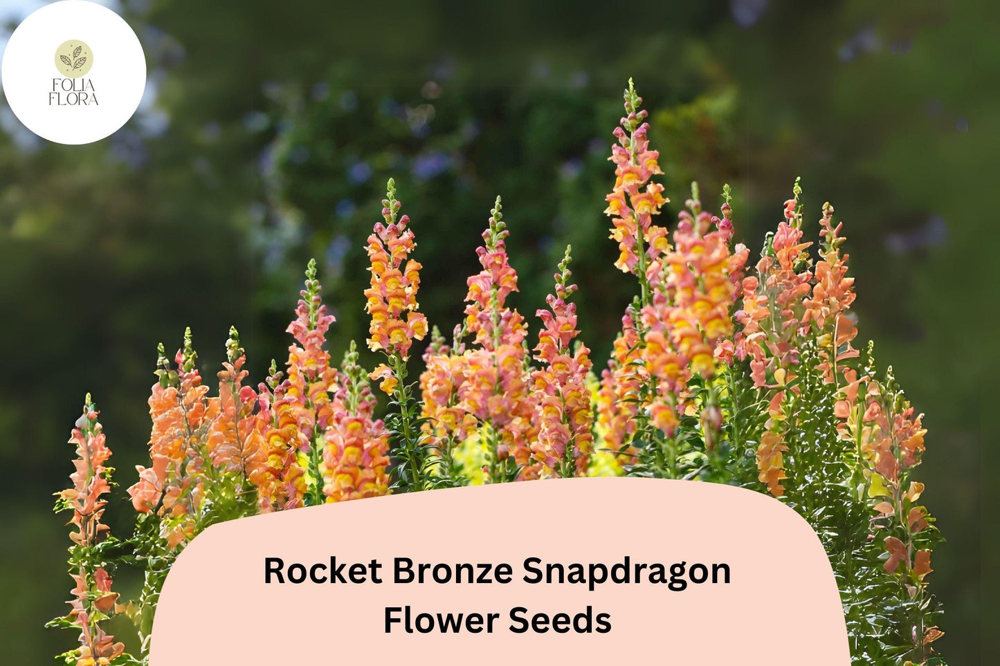 Antirrhinum majus Rocket Bronze Snapdragon Seeds – 1000+ Warm Copper-Toned Blooms for Garden & Cut Flowers