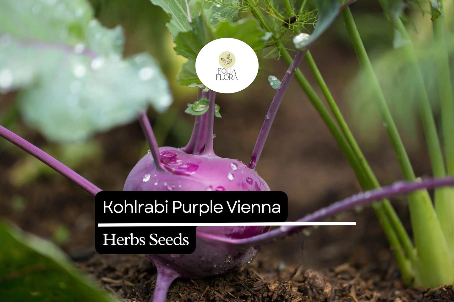 500 Purple Vienna Kohlrabi Seeds – Heirloom, Crisp & Sweet, Non-GMO, Cold Hardy, Easy to Grow