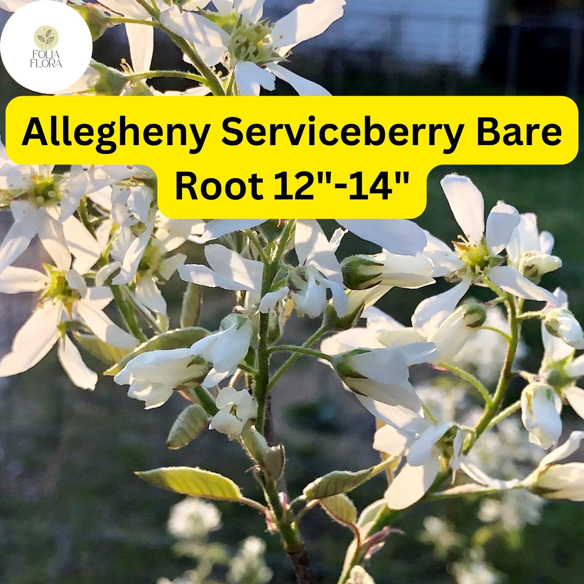 1 Allegheny Serviceberry Tree - Live Bare Root Plant 12"-14" (Amelanchier laevis)