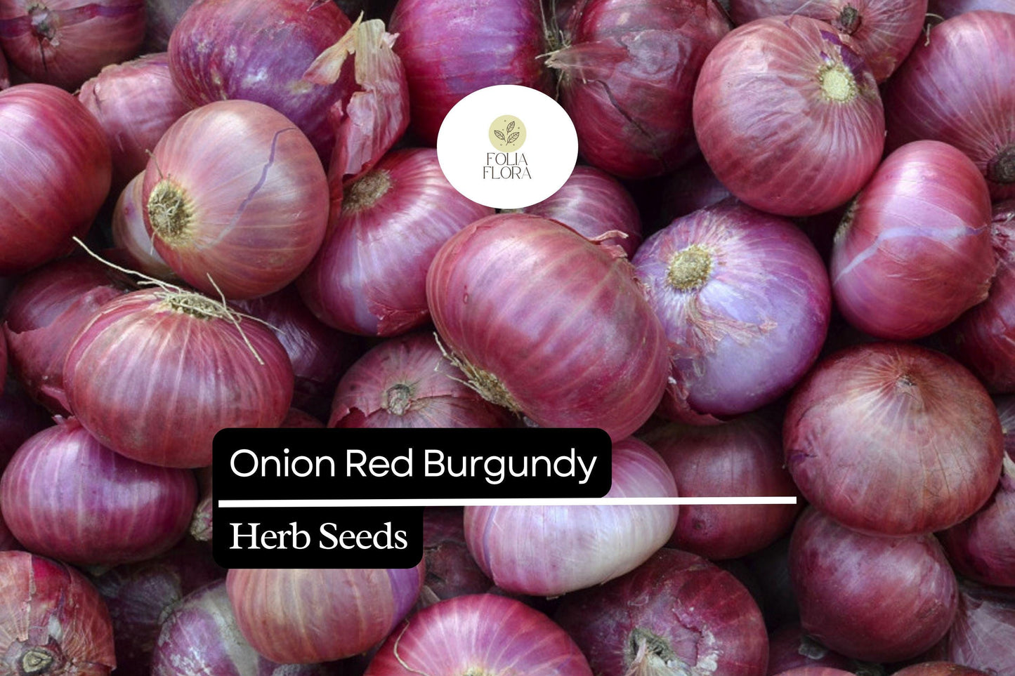200 Red Burgundy Onion Seeds – Allium cepa – Heirloom, Mild & Sweet Flavor, High Yield, Non-GMO