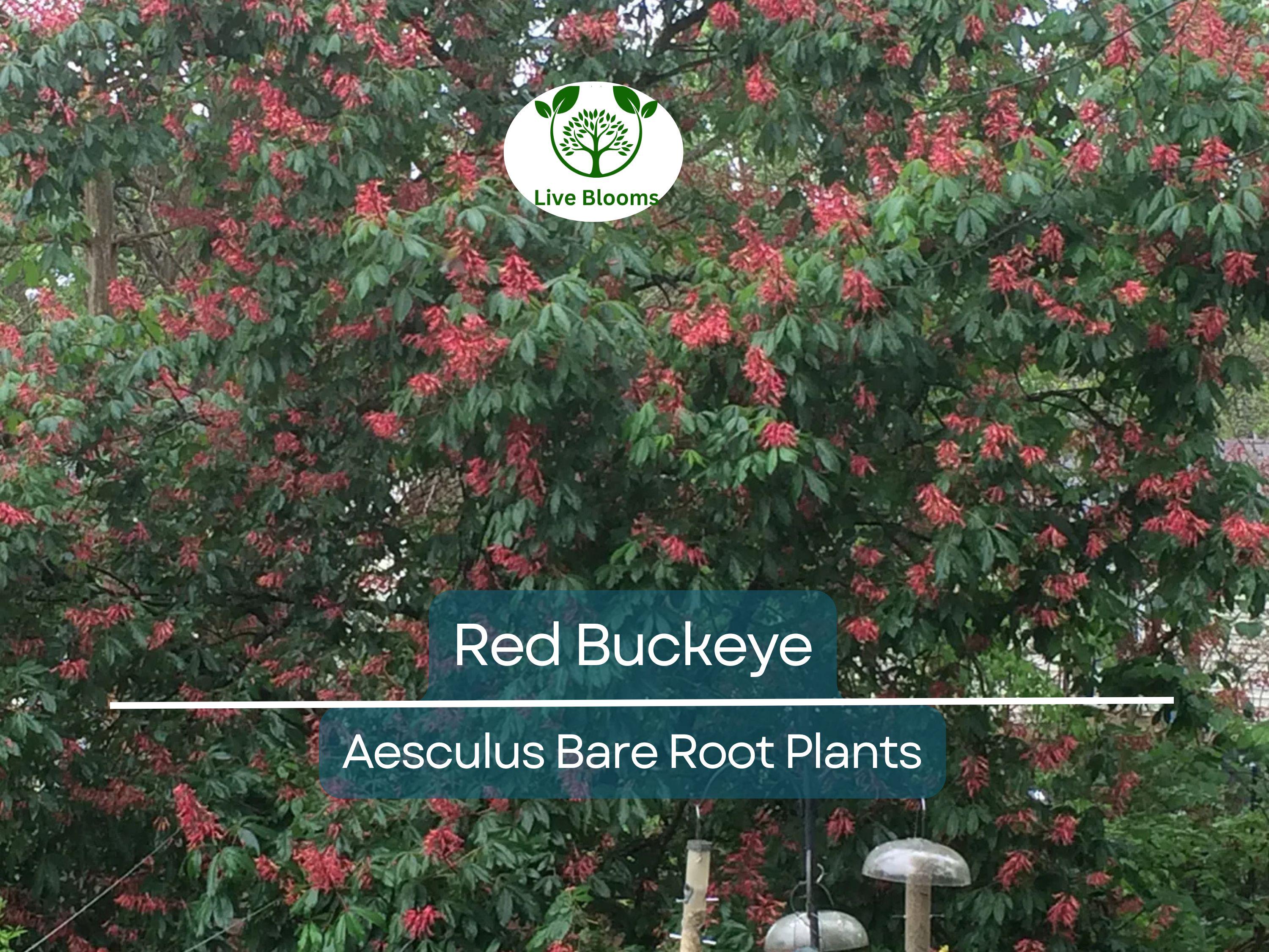 2 Red Buckeye Trees – Bare Root 6–12” Saplings – Aesculus pavia – Native Flowering Tree with Red Blooms for Pollinators