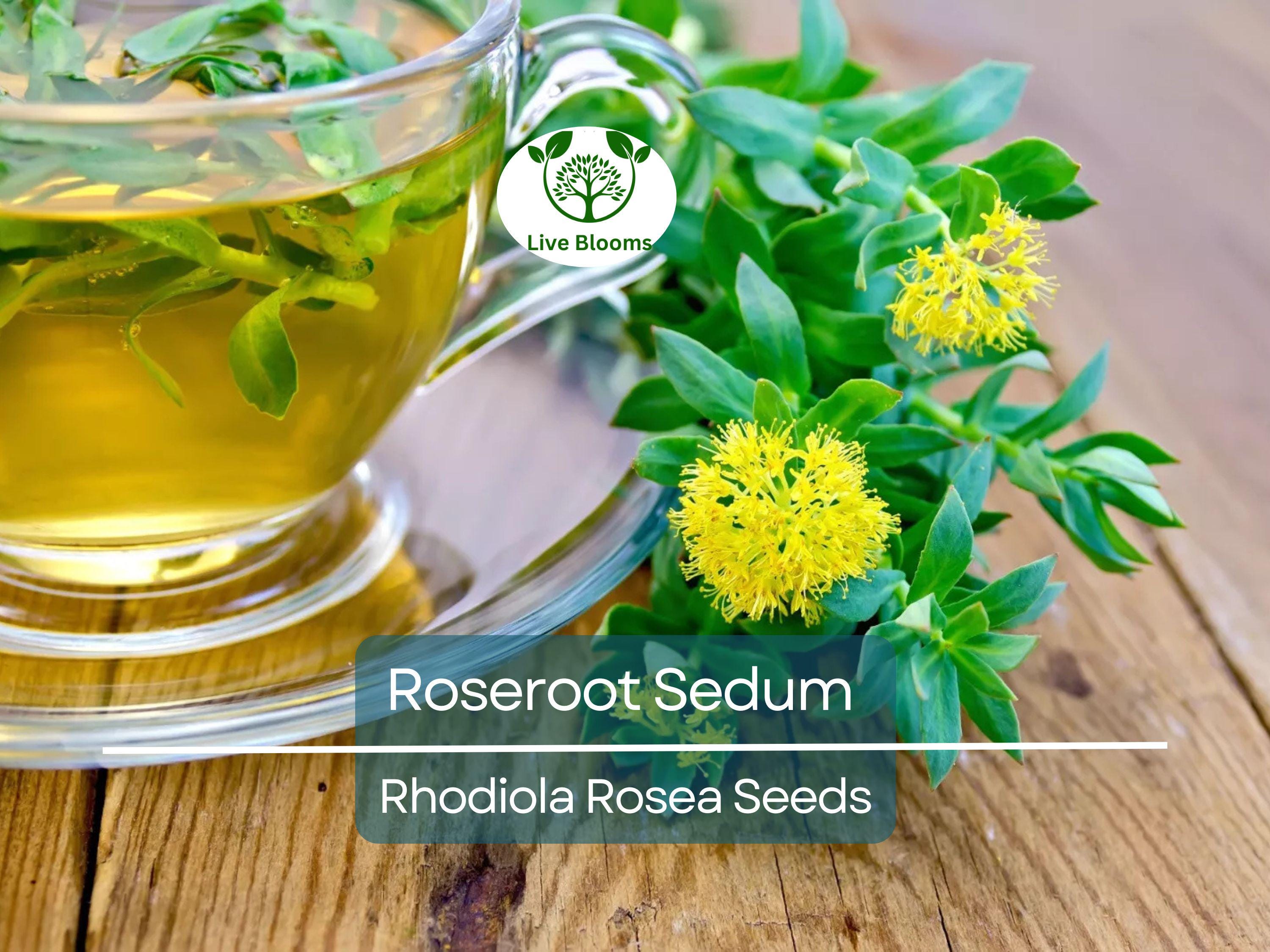 30 Roseroot Sedum Seeds | Rhodiola Rosea, Perennial Stonecrop, Herb, Hardy Ground Cover, Non-GMO