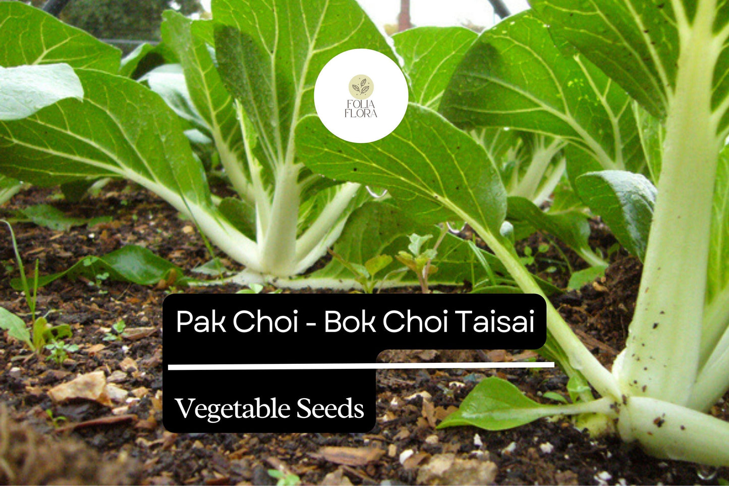 500mg Pak Choi Bok Choi Taisai Seeds Brassica rapa for Planting | Heirloom Asian Greens for Stir-Fries, Salads, and Soups