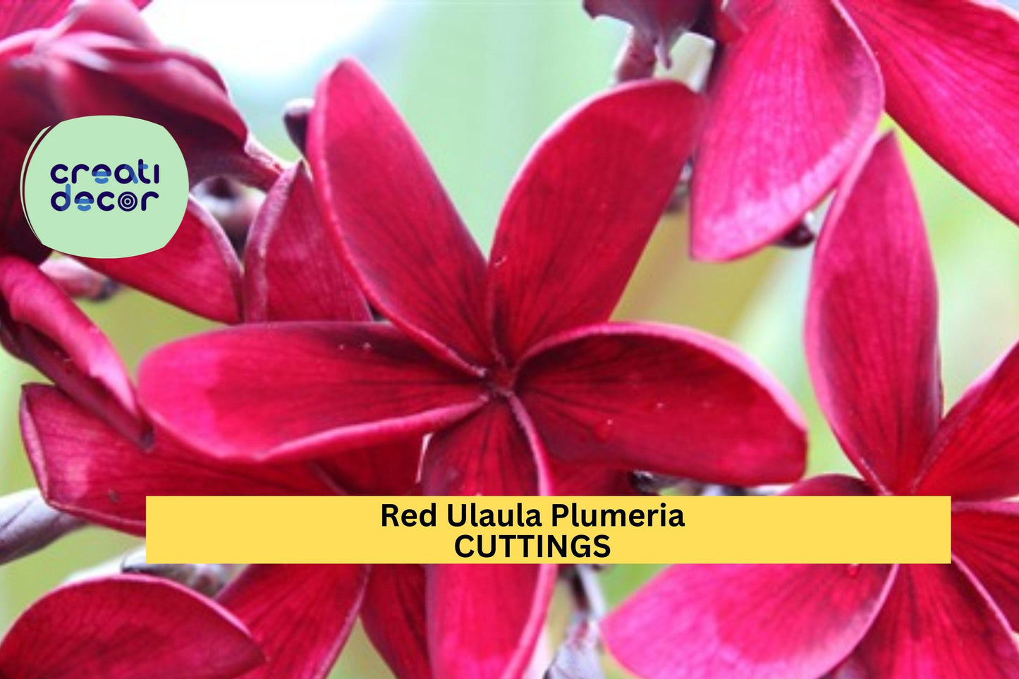 1 Hawaiian Red Ula‘ula Plumeria Cutting – 8" Frangipani Stem | Fragrant Tropical Flower for Planting in Pots or Warm Climate Gardens