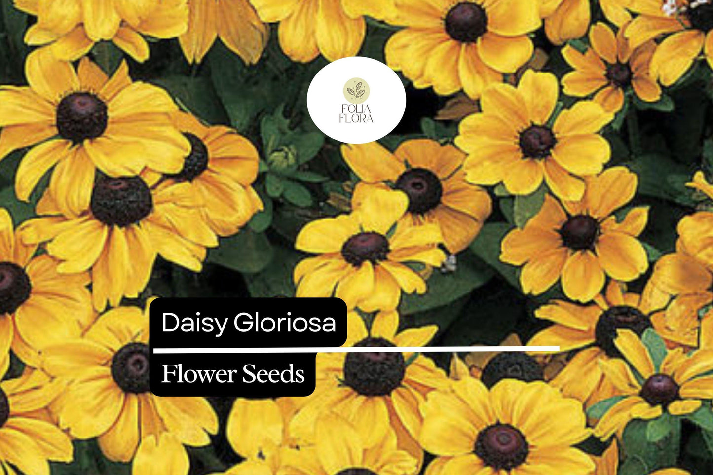 10.000 Seeds Daisy Gloriosa, Rudbeckia Hirta, Bright Yellow-Orange Perennial Wildflowers