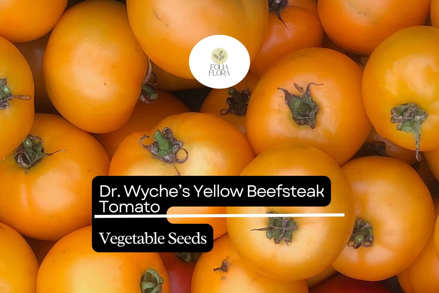 30 Dr. Wyche’s Yellow Tomato Seeds – Solanum lycopersicum – Heirloom Beefsteak, High-Yielding, Perfect for Slicing