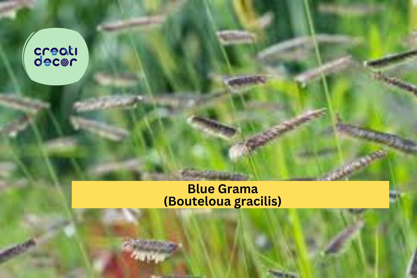 Blue Grama Grass Seeds (Bouteloua gracilis) – 100 Native Grass Seeds | Drought-Tolerant | Lawn Alternative | Pollinator Habitat