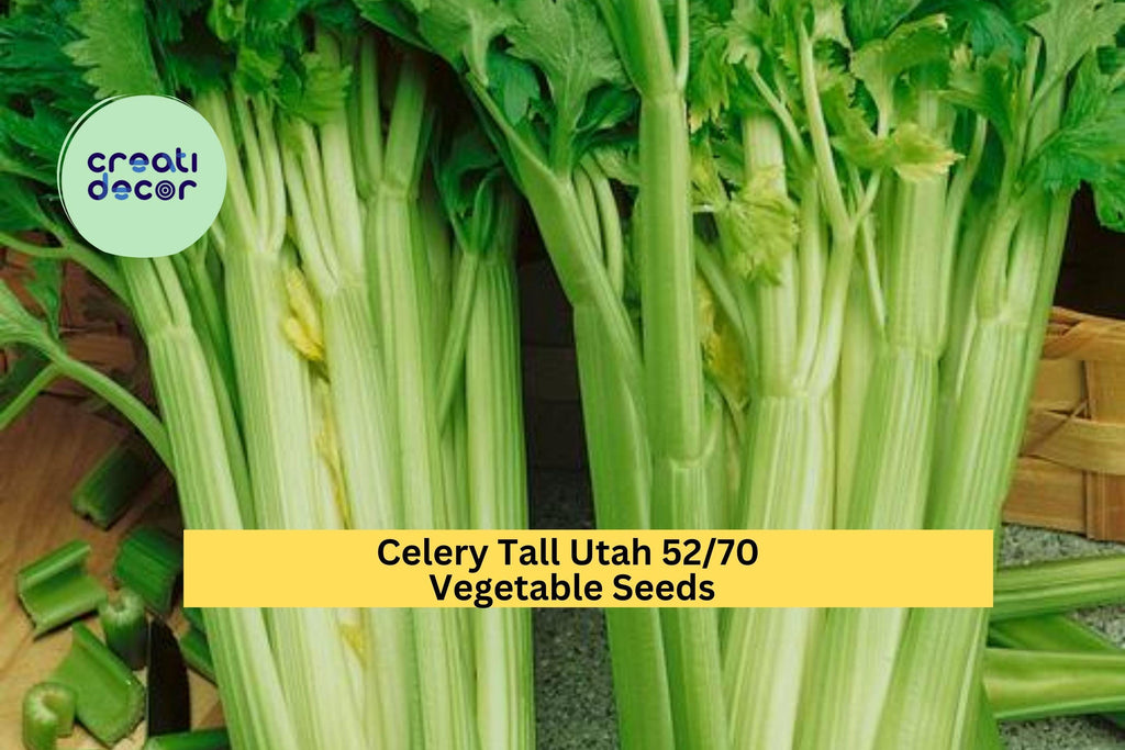 3pcs x 1g Tall Utah Celery Seeds – Crisp Heirloom Stalks for Garden Beds, Raised Rows, or Container Growing Seeds for Planting