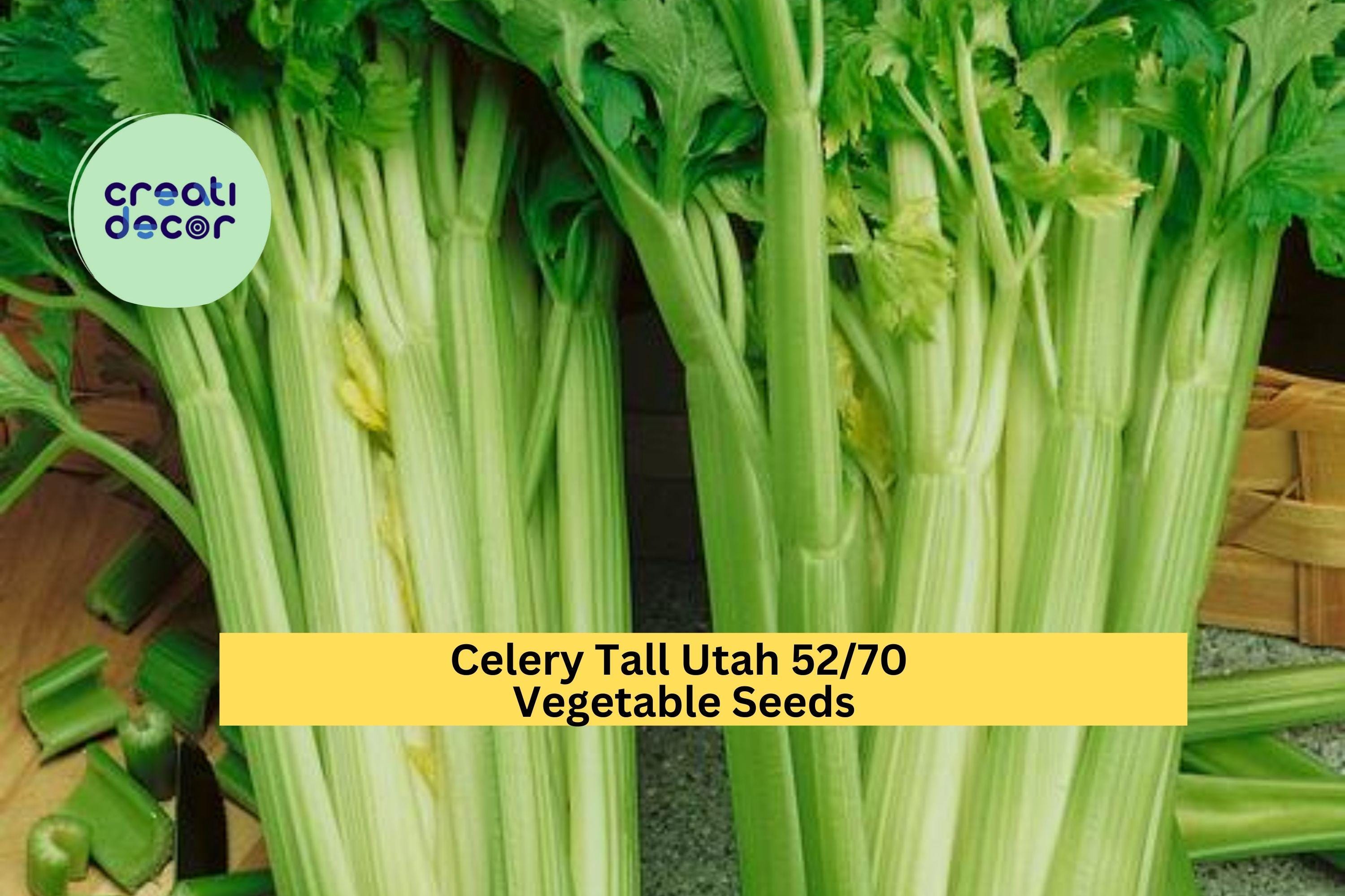3pcs x 1g Tall Utah Celery Seeds – Crisp Heirloom Stalks for Garden Beds, Raised Rows, or Container Growing Seeds for Planting