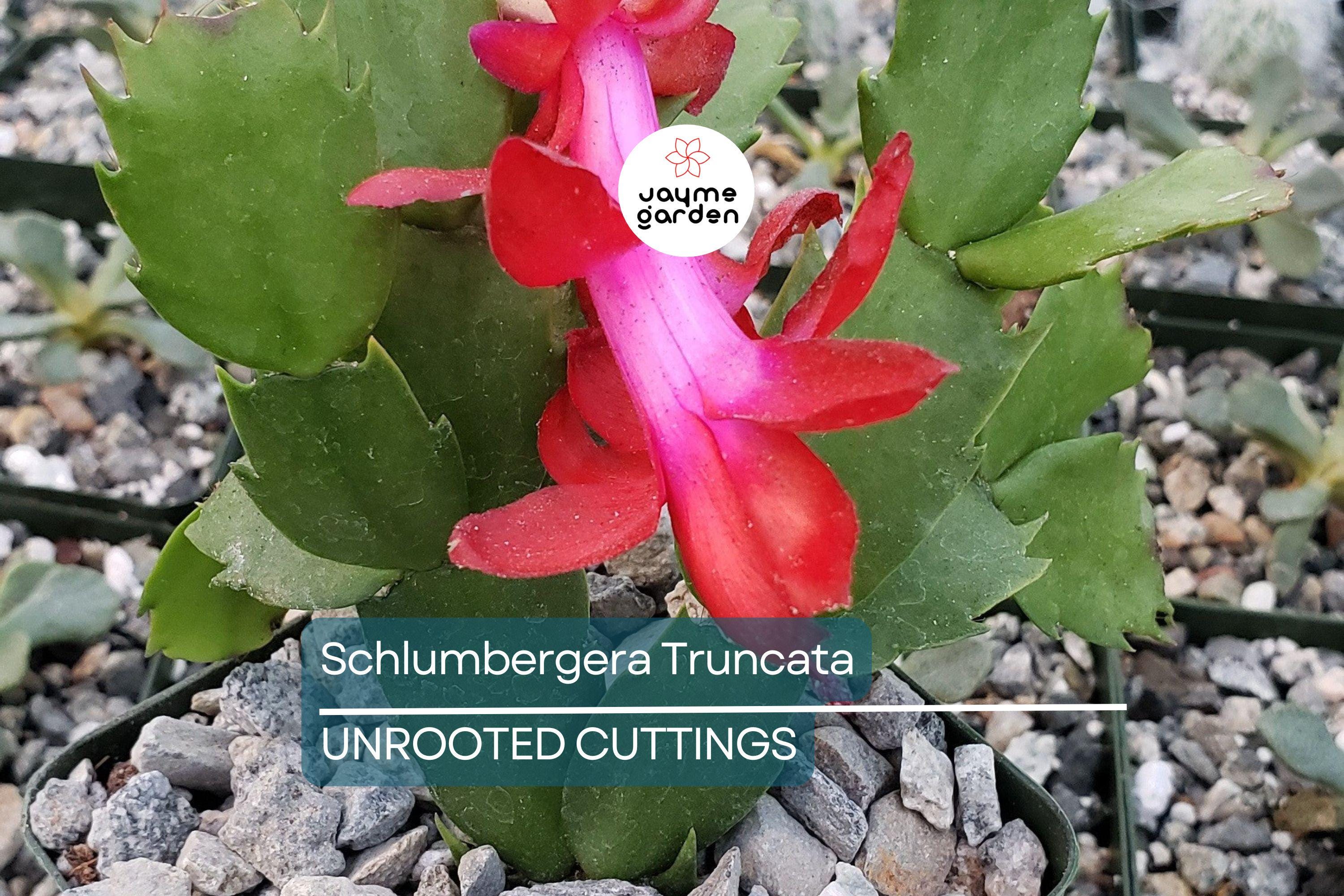 Christmas Cactus Cuttings (5pcs) – Schlumbergera Truncata Starter Plants