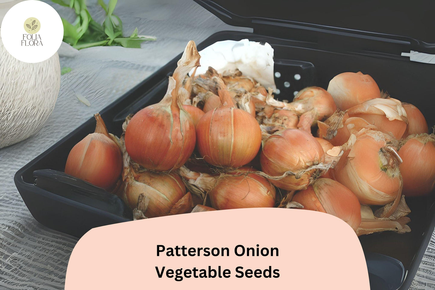 500+ Patterson Onion Seeds | Long-Day Storage Onion | Golden Yellow Heirloom | Garden Planting | Allium cepa Seeds