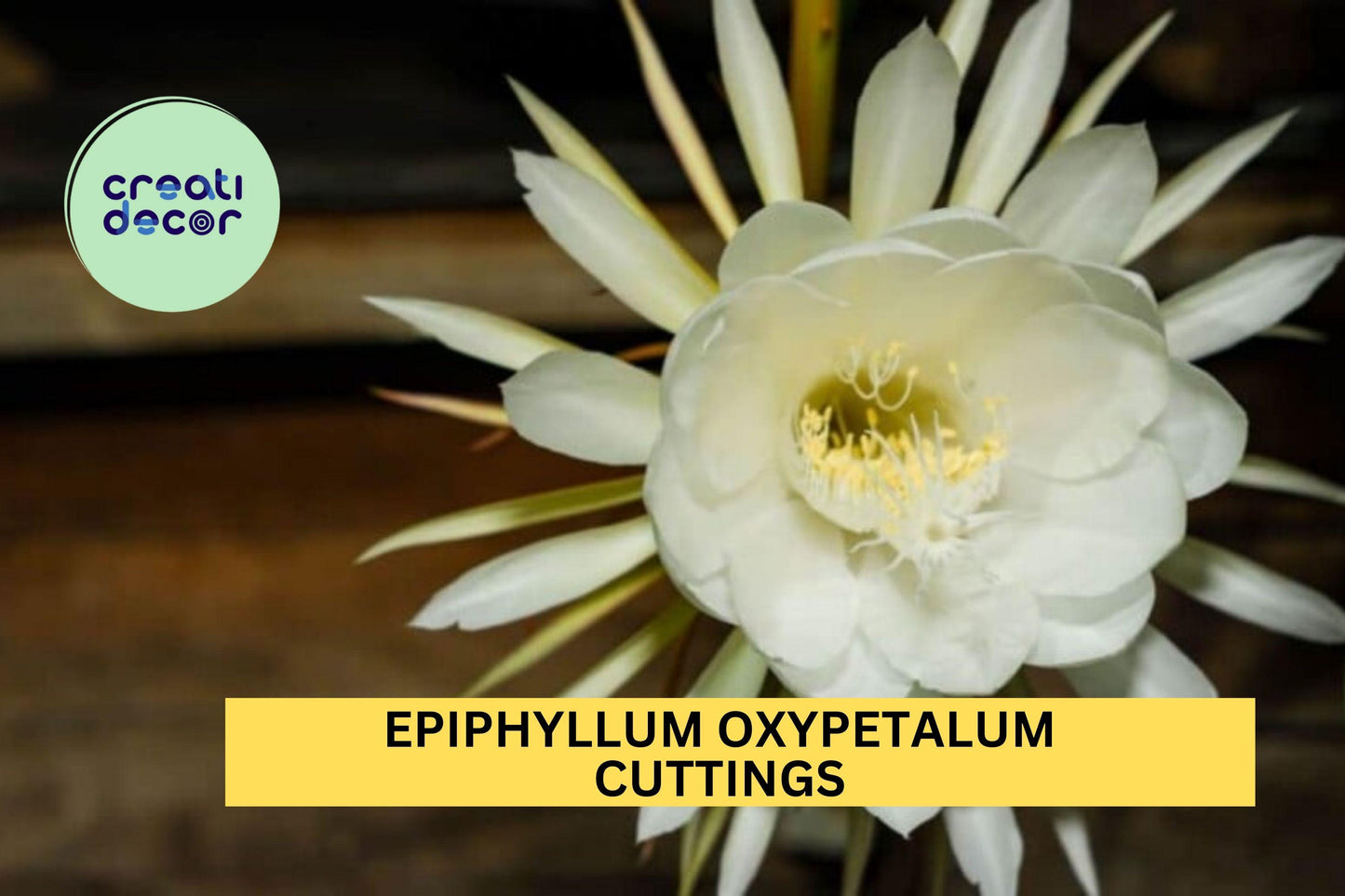2 Queen of the Night Orchid Cactus Cuttings – Epiphyllum Oxypetalum 4–6" Segments, Night Blooming Fragrant Plant – USA