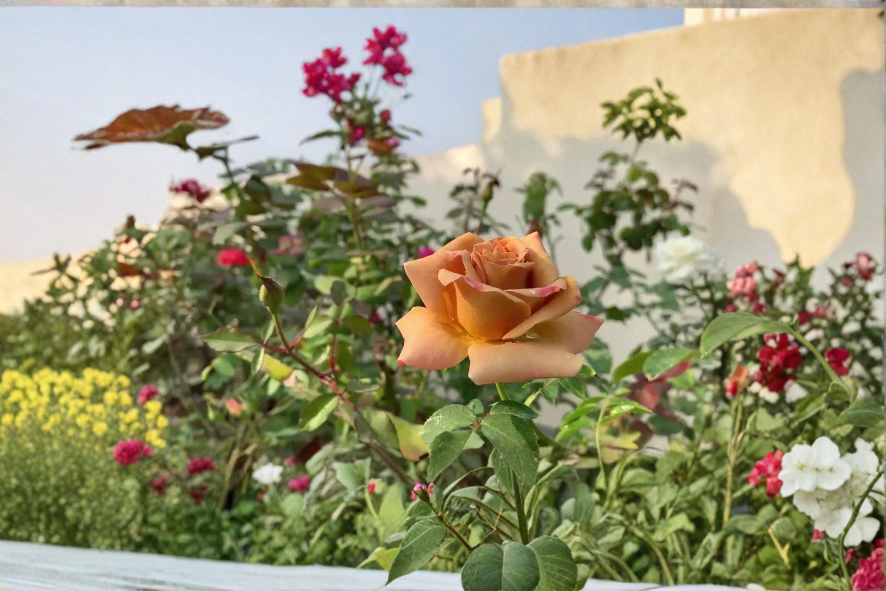 Honey Dijon Rose 3 Cuttings 6-8" (Rosa ‘Honey Dijon’) Unrooted Rose Cuttings