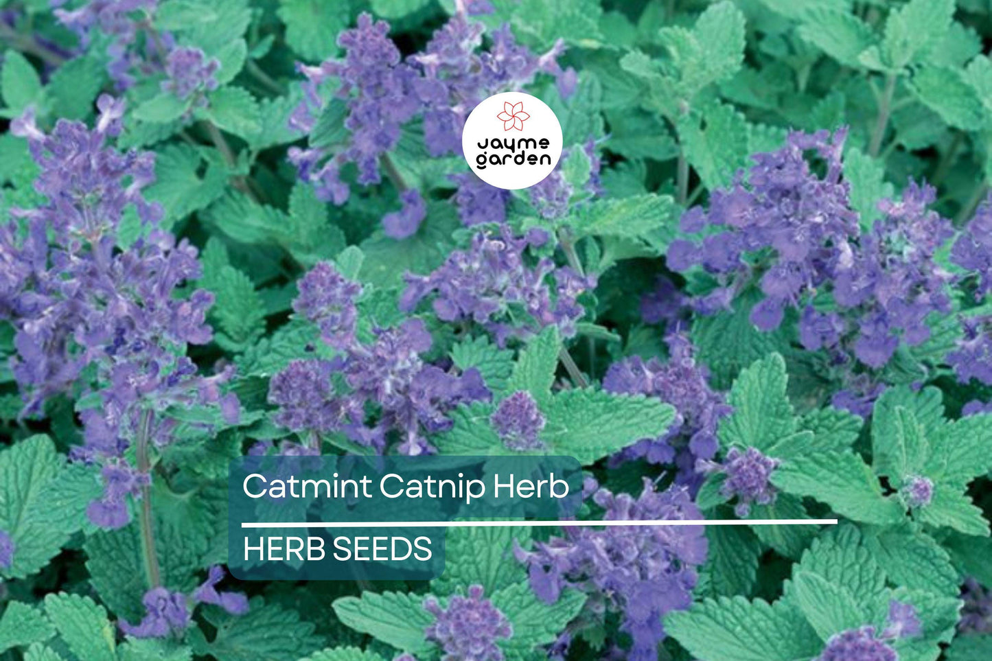 1,000 Catnip Seeds (Nepeta cataria) – Perennial Herb, Catmint, Non-GMO