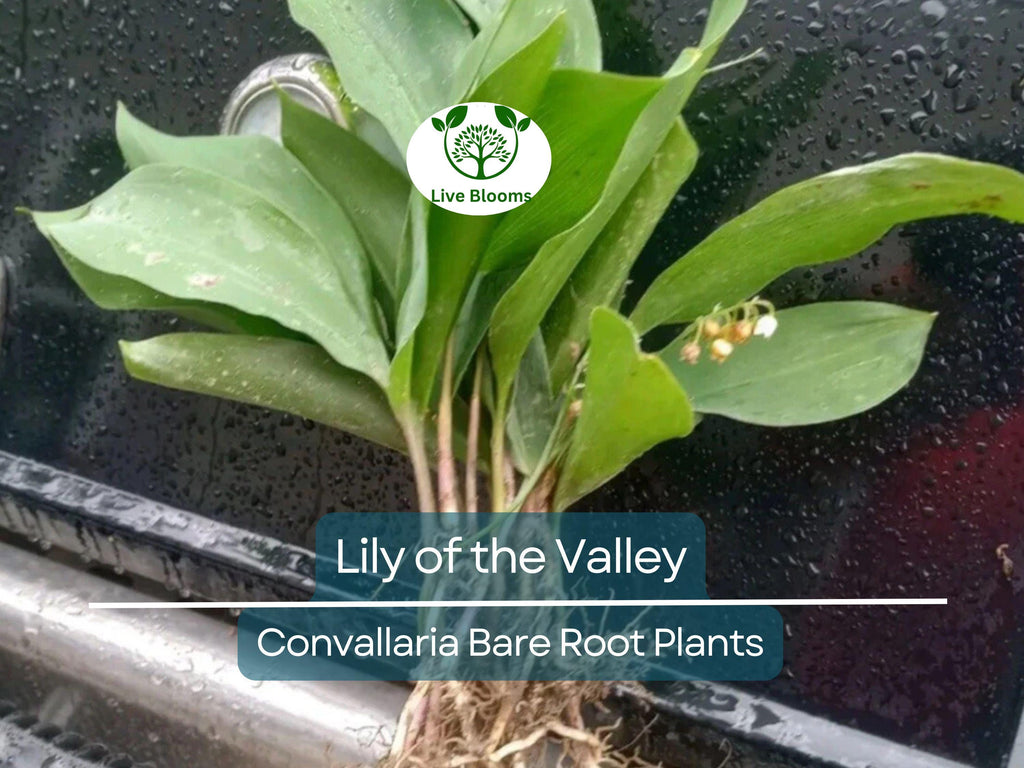 12 Lily of the Valley – Live Bare Root Perennial Plants – Fragrant White Flowers – Shade-Loving Ground Cover