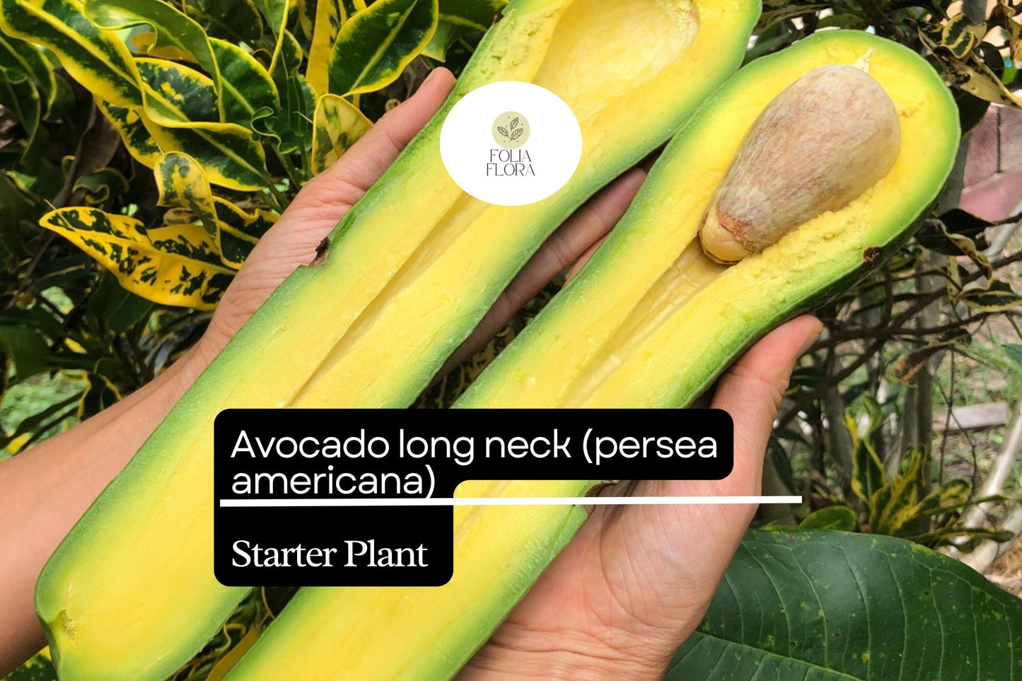 1 Starter Plant Avocado Long Neck (Persea americana) Tropical Big Fruit Tree 2′-3′