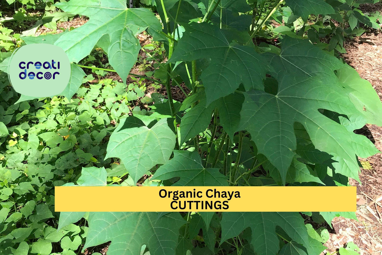10 Organic Chaya Cuttings | Mexican Tree Spinach Starter | Cnidoscolus Aconitifolius | Fast-Growing Edible Garden Plant