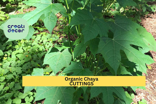 10 Organic Chaya Cuttings | Mexican Tree Spinach Starter | Cnidoscolus Aconitifolius | Fast-Growing Edible Garden Plant