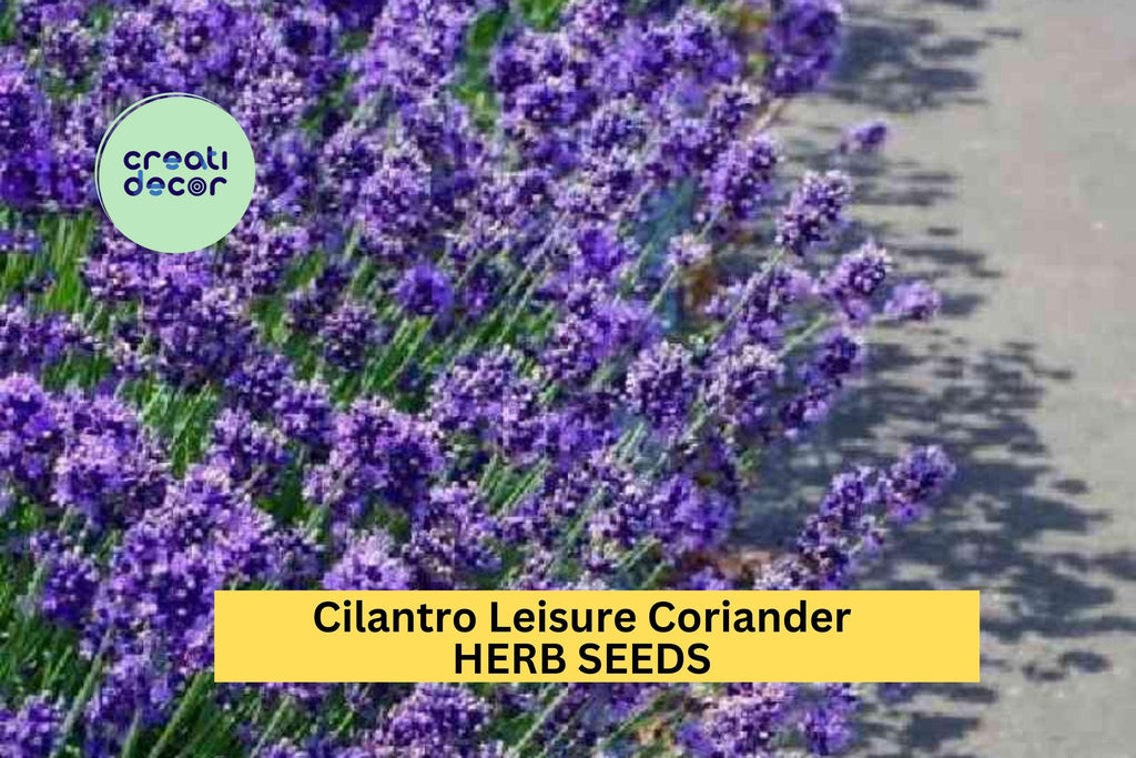 3pcs of 1g Cilantro Leisure Coriander Seeds – Fast-Growing Herb for Cooking, Salsa Gardens, and Kitchen Herb Planters Seeds for Planting