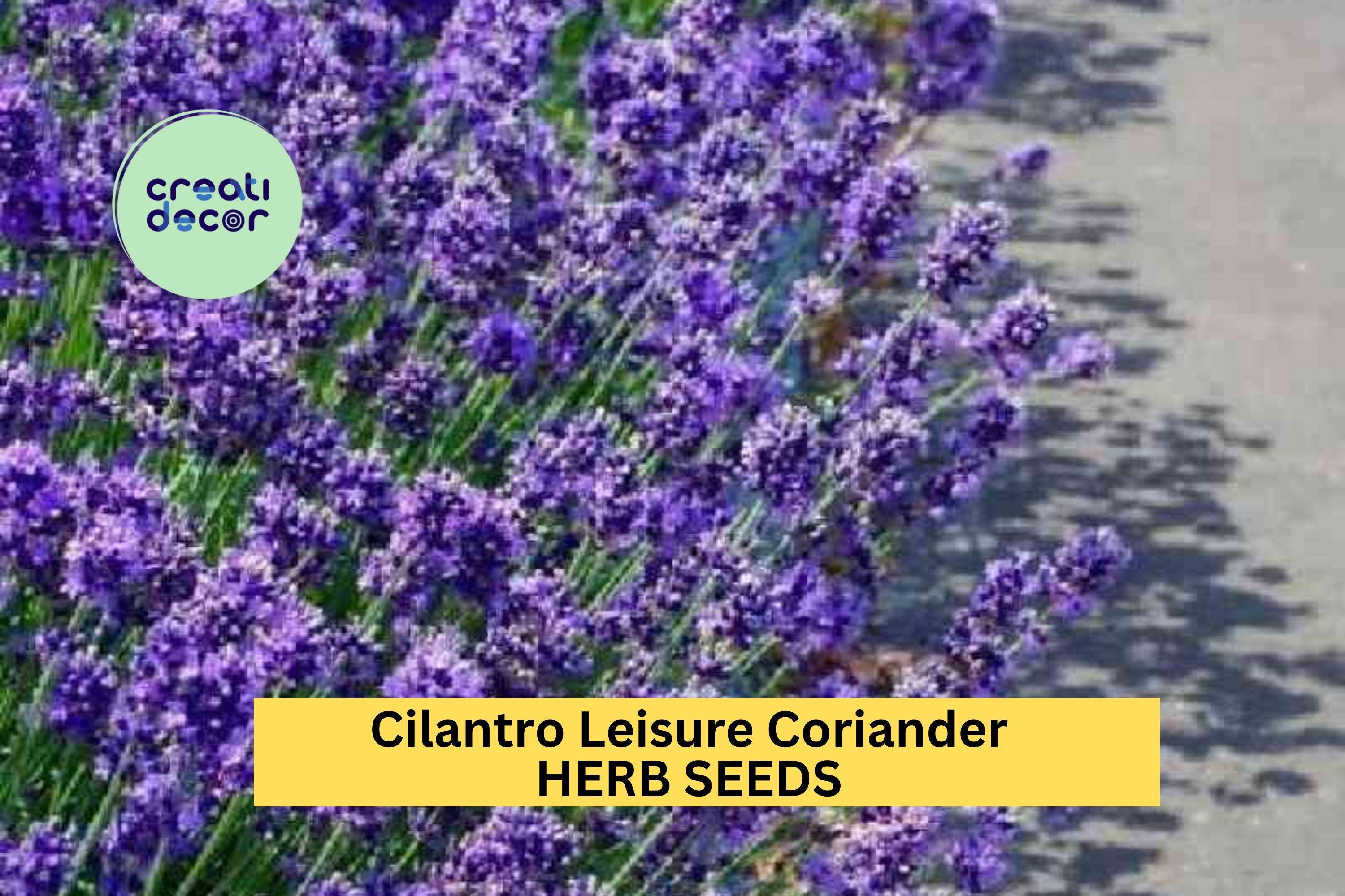 3pcs of 1g Cilantro Leisure Coriander Seeds – Fast-Growing Herb for Cooking, Salsa Gardens, and Kitchen Herb Planters Seeds for Planting
