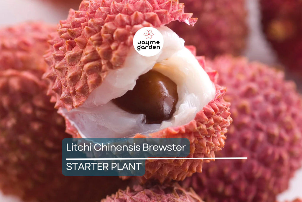 Lychee Brewster Seedling 6"-12" Tall | Tropical Fruit Tree (Litchi chinensis) | Potted Starter Plant | Sweet Red Fruits | Outdoor