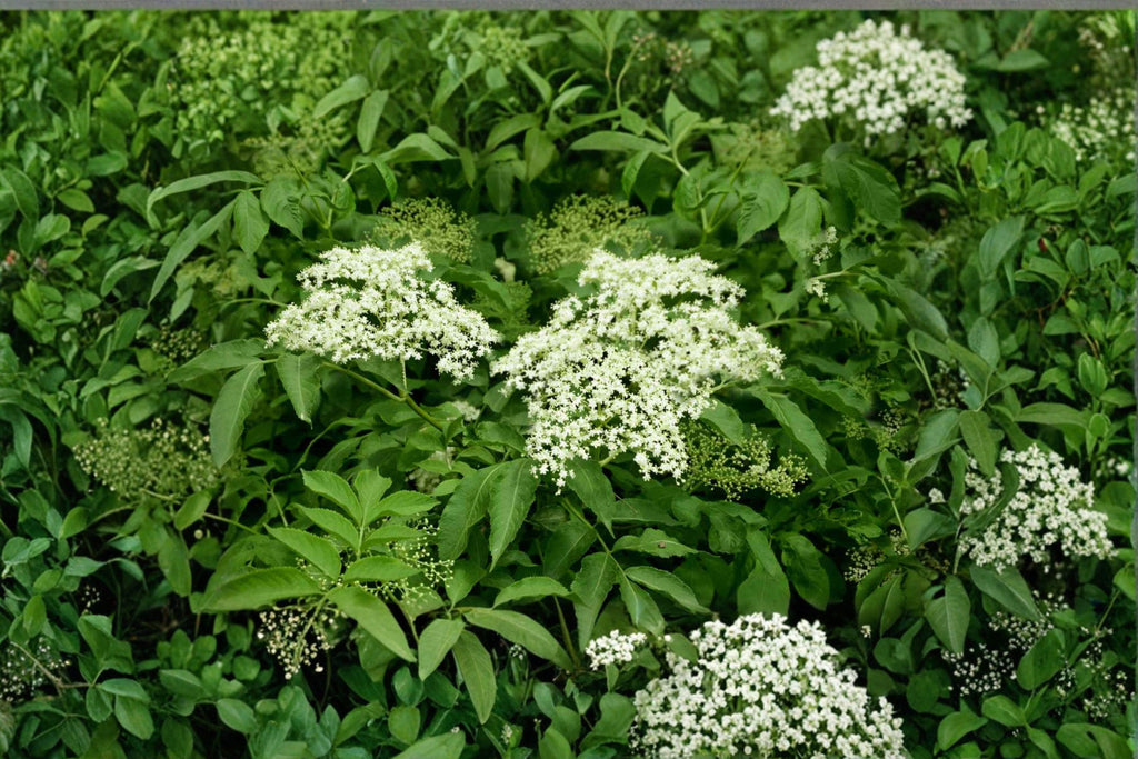 American Elderberry Seeds – Sambucus canadensis | 50 Seeds | Native Berry Shrub for Pollinator & Wildlife Gardens