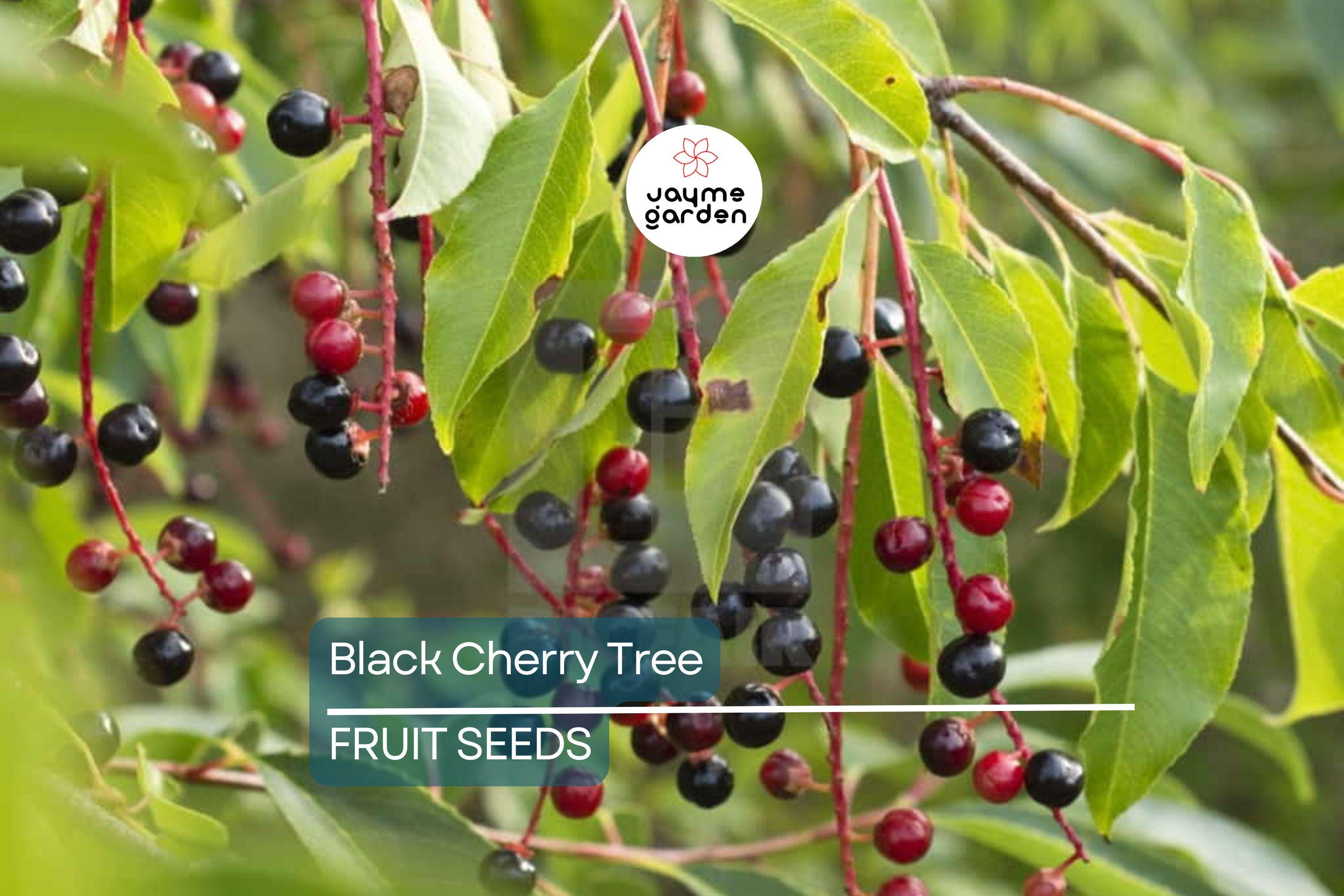 5 Black Cherry Tree Seeds (Prunus serotina) – Hardy Zones 3-9, Fast-Growing, Fall Color