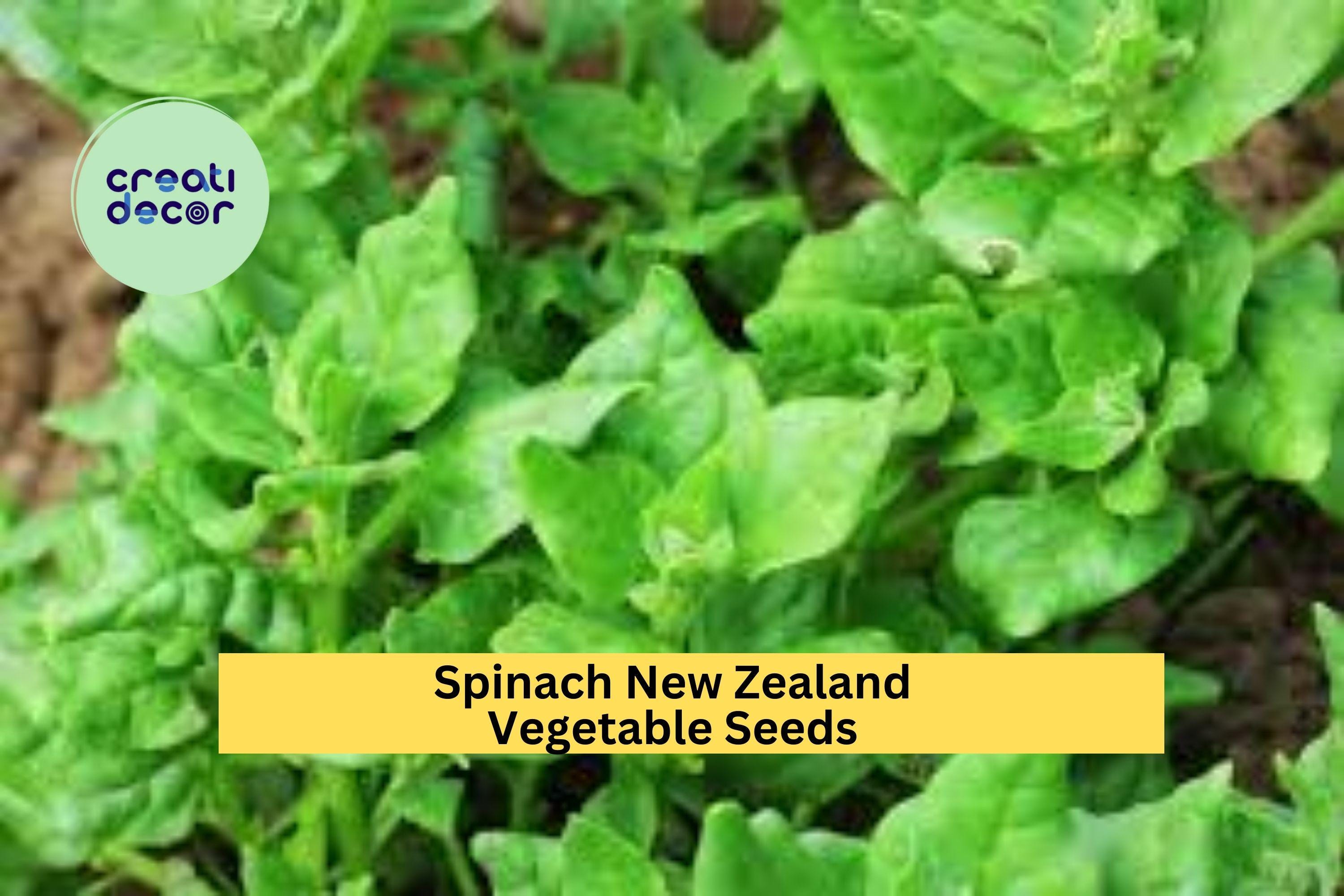 3pcs of 1g New Zealand Spinach Seeds – Heat Tolerant, Cut-and-Come-Again Greens for Summer Garden or Containers Seeds for Planting