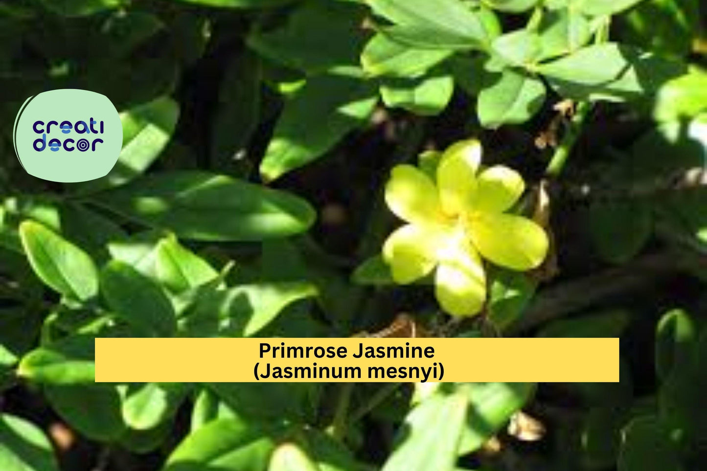 Primrose Jasmine Plant | Jasminum mesnyi Live Starter | Weeping Yellow Flowering Shrub for Garden Borders, Arbors, or Containers