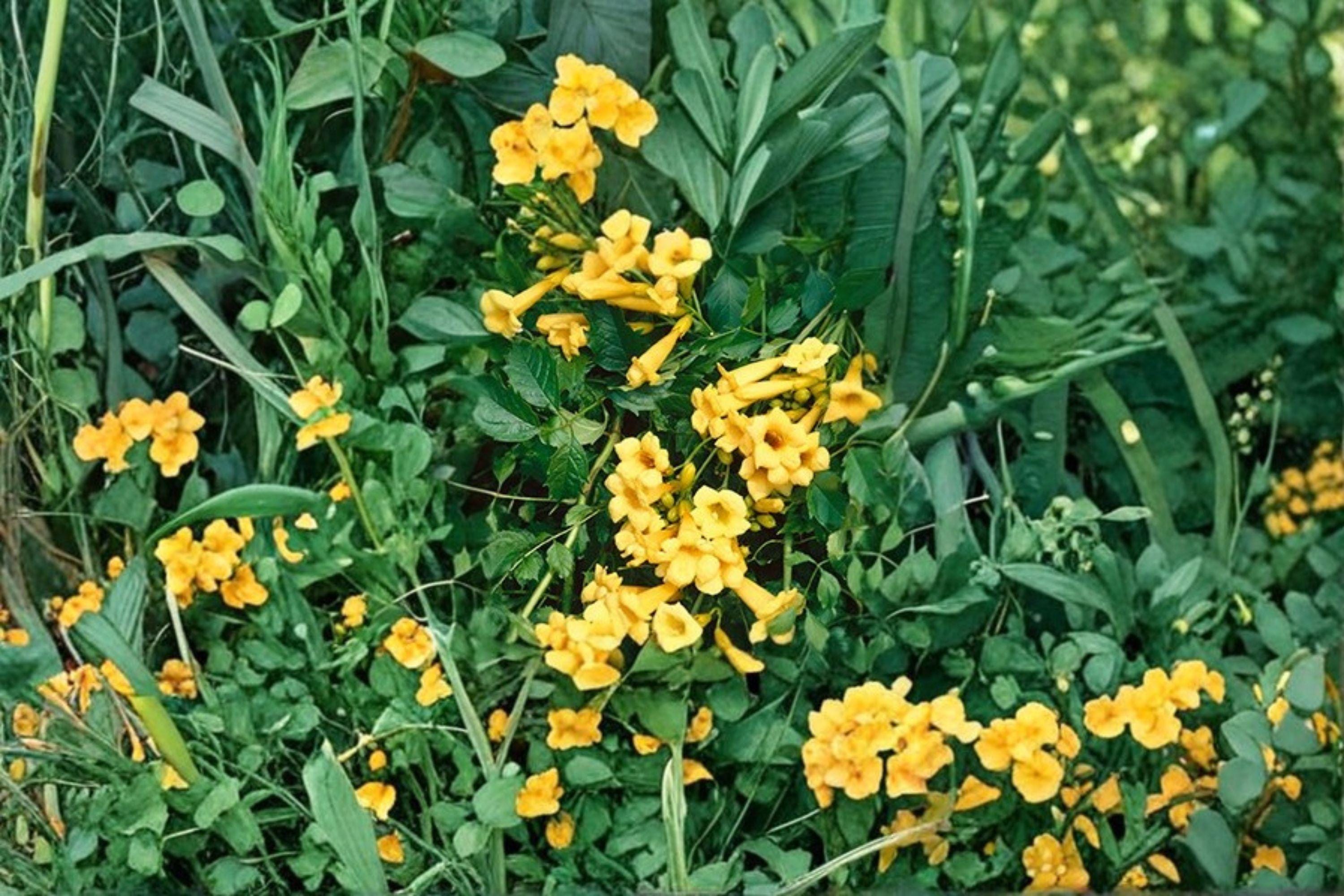 Campsis radicans 'Flava' – Yellow Trumpet Vine Seeds | 20 Seeds | Bright Summer Blooms