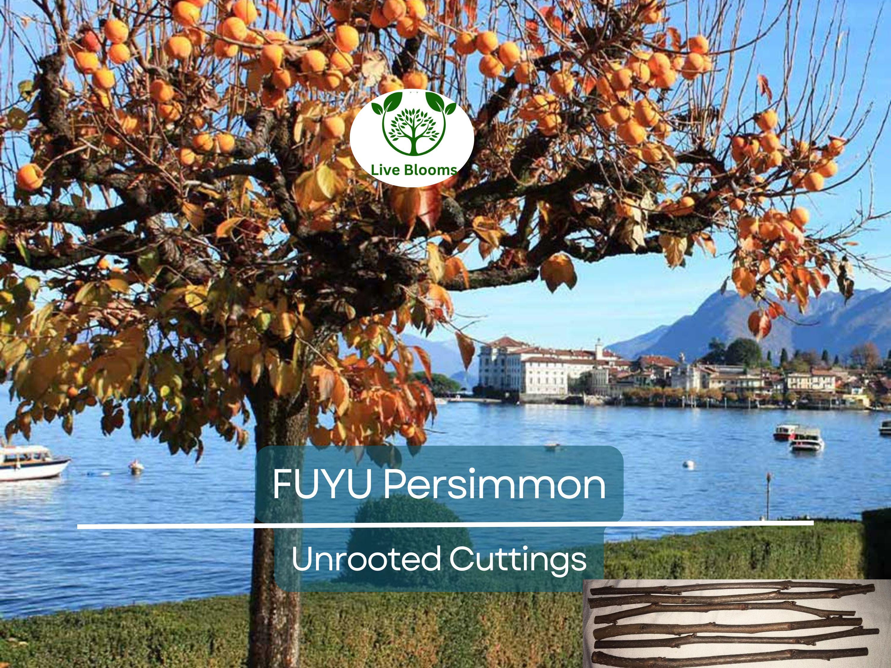 5 Unrooted Cutting 6-8" FUYU Persimmon Tree (Diospyros kaki) for Grafting – Fruit Tree Propagation