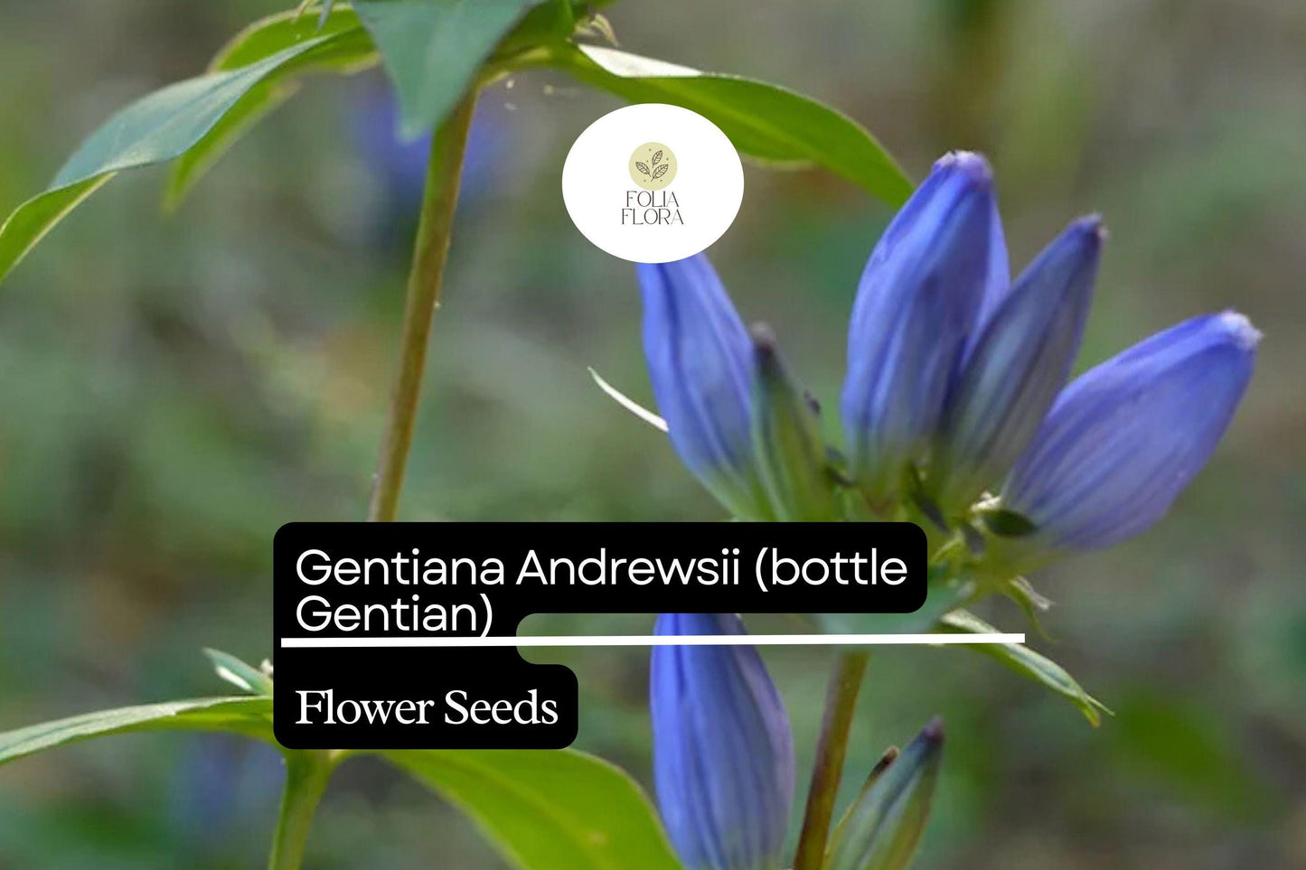 Bottle Gentian Seeds – 100 Gentiana andrewsii | Perennial Garden Plant for Pollinator & Woodland Gardens