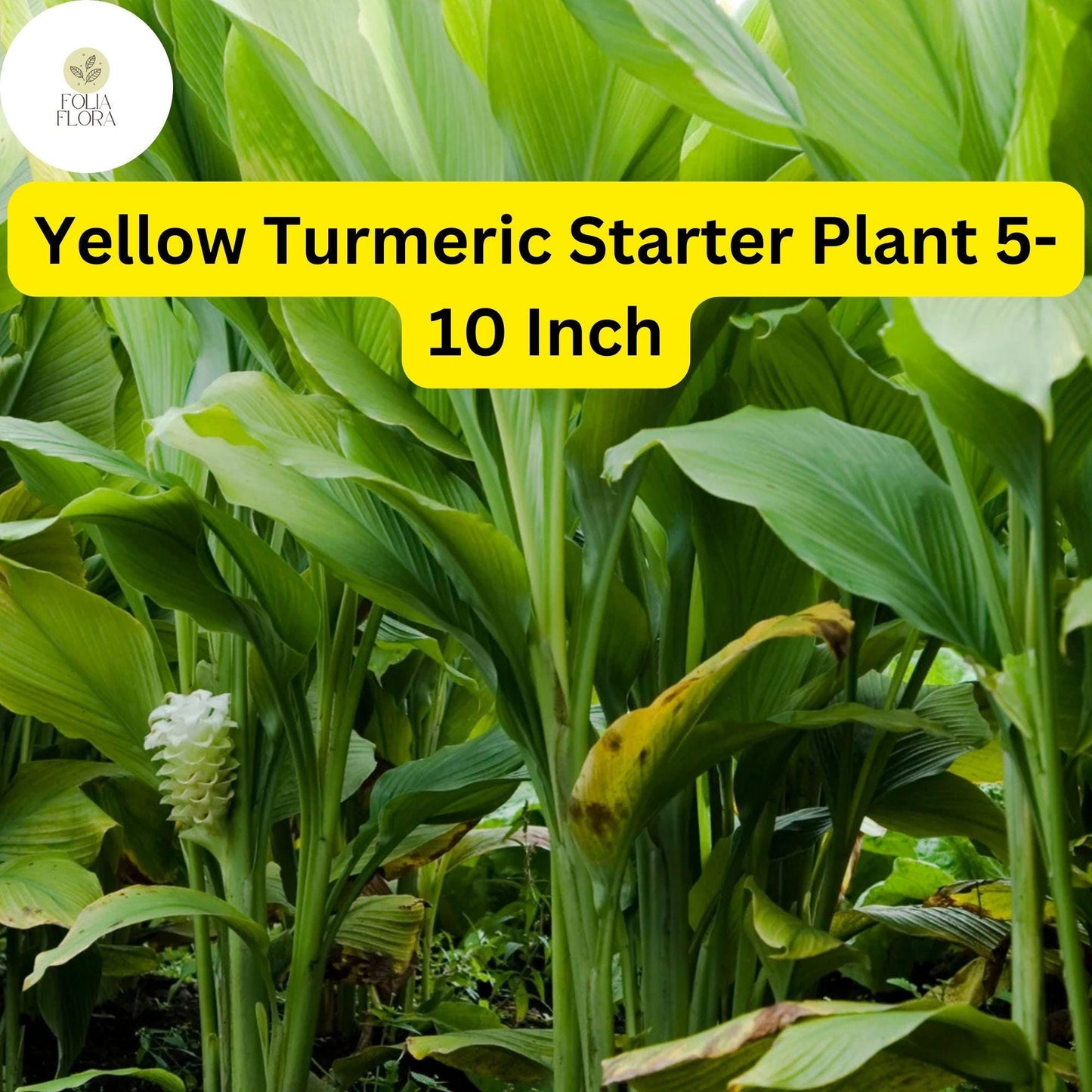1 Yellow Turmeric Live Plant, Curcuma longa, 5-10 Inch Flowering Ginger Root
