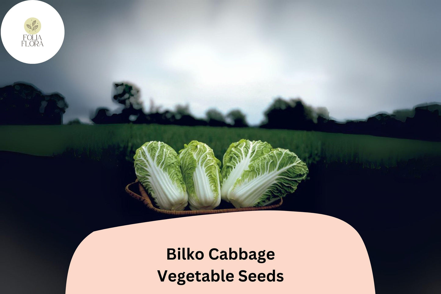 500+ Bilko Cabbage Seeds | Brassica rapa Pekinensis | Hybrid Napa Type | Bulk Garden Vegetable Seeds