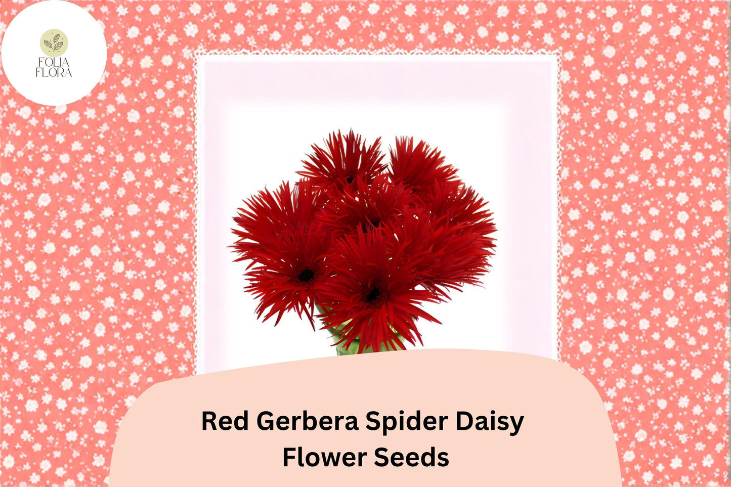 50+ Red Gerbera Spider Daisy Seeds | Gerbera jamesonii | Unique Petal Blooms | Vibrant Garden Flower Seeds
