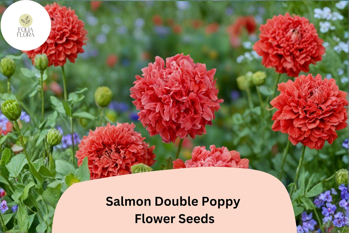 200+ Salmon Double Poppy Seeds for Garden Planting – Ruffled Salmon Pink Blooms, Easy to Grow Perennial Wildflower