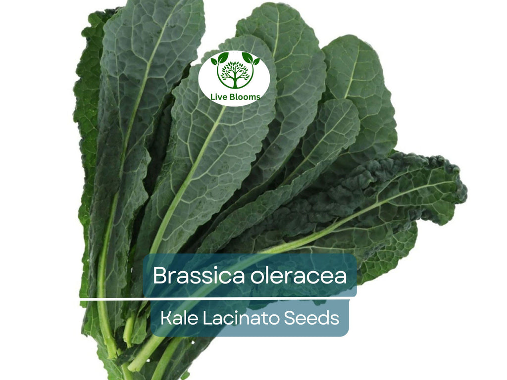250 Kale Lacinato Seeds for Planting – Dinosaur Kale Brassica oleracea – Nutritious, Hearty Greens for Cooking, Smoothies, & Healthy Recipes